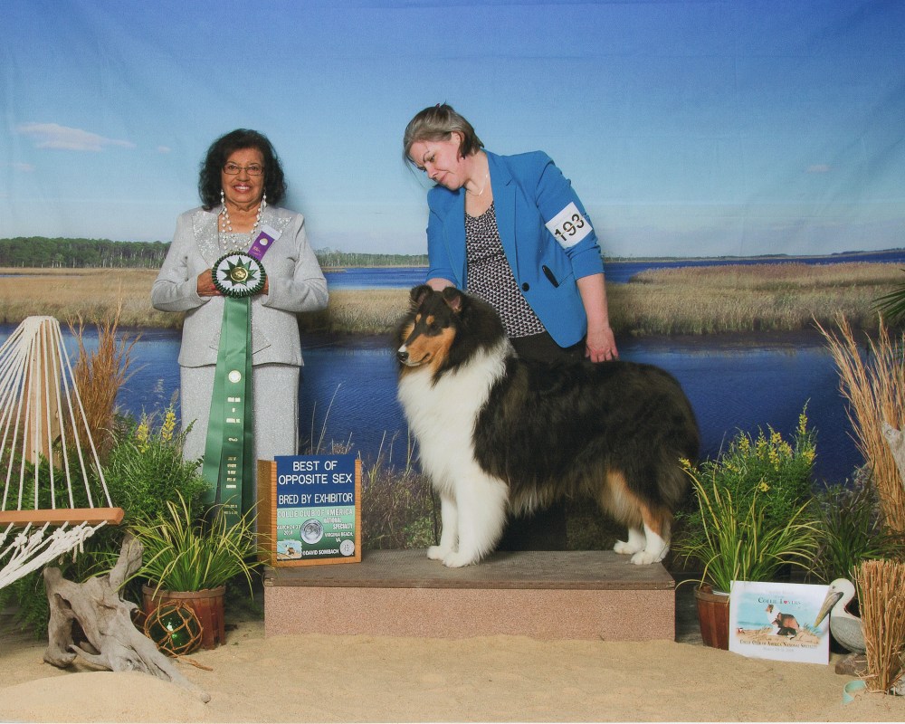 Tri-color Rough Collie